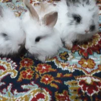 بچه خرگوش لپ پشمالو زیبا خوشگل|موش و خرگوش|زاهدان, |دیوار