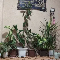 گل طبیعی|گل و گیاه طبیعی|موچش, |دیوار