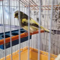 قناری گلستر نر