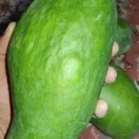 نهال انبه|گل و گیاه طبیعی|قصرقند, |دیوار