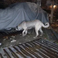 سگ پیدا شده|حیوانات|تهران, ایوانک|دیوار