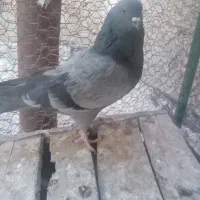 کفتر پرند|پرنده|سپیدان, |دیوار