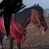 اسب نریان کرد