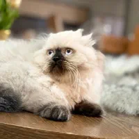 فروش1 بچه گربه اسکاتیش هیمالین اصیل و سالم ماده|گربه|کرمان, |دیوار