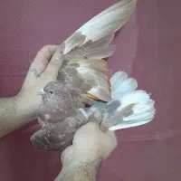 کفتر گرفتنی برج (دهاتی)