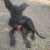 دو عدد سگ نـژدار دارم برای فروش.