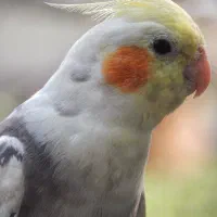 پرنده عروس هلندی سرلاکی