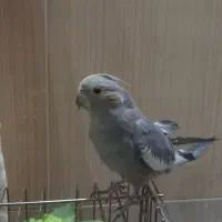 عروس هلندی ماده