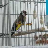 جوجه سهره زیر دهن ایوب چونه سفید|پرنده|تهران, تهرانپارس شرقی|دیوار