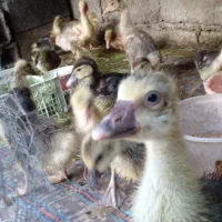 فروش جوجه غاز  دورگه ۲۵ روزه