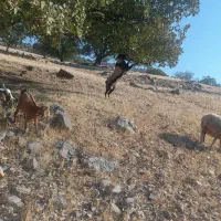 یک‌راس‌کهره‌نرنژادکوهی‌‌دوساله‌قیمت‌30ملیون|حیوانات مزرعه|دهدشت, |دیوار