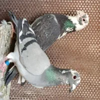 کفتر نروماده ابلغ پلاکی