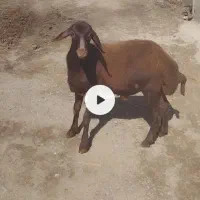 فروش بره قوچ نامبروان