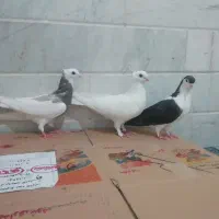 کبوتر یا کفتر رنگی