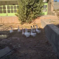 فروش قوغاز|حیوانات مزرعه|شریفآباد, |دیوار