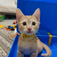 واگذاری گربه