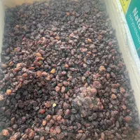 کشمش ابگیری درجه یک