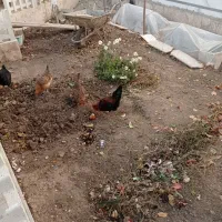 خروس جنگلی جوان