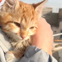 واگزاری گربه|گربه|ملارد, |دیوار