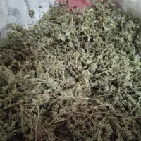 آویشن کوهی تازه