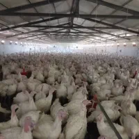 بوقلمون بوربون برنز|حیوانات مزرعه|مرودشت, بیست متری بیمارستان|دیوار