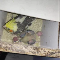 عروس هلندی با جوج