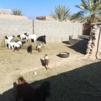 خیوان مزرعه