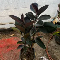 فیکوس جعبه انواع نژاد|گل و گیاه طبیعی|مشهد, الهیه|دیوار