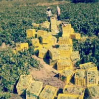 پخش عمده جزئی و خشکبار  شیره عسلی  عسل طبیعی|خوردنی و آشامیدنی|گلستان (تهران), |دیوار