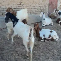 ۸راس بز بفروش میرسد