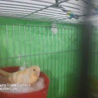 قناری ماده جفت سهره