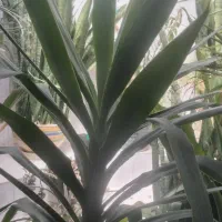 گل طبیعی برگ ذرتی یک متری