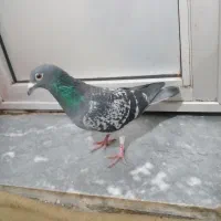 کبوتر|پرنده|اردبیل, |دیوار