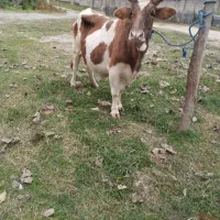 گاو چالوسی|حیوانات مزرعه|فومن, |دیوار