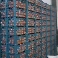 سبد|ظروف نگهدارنده، پلاستیکی، یک‌بارمصرف|سورک, |دیوار