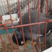 مرغ مینا سخنگو|پرنده|اصفهان, شهرک امام خمینی|دیوار