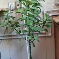 گلدان گل طبیعی|گل و گیاه طبیعی|شهرکرد, |دیوار