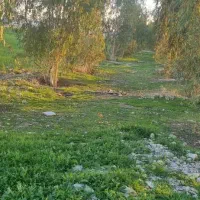 فروش زمین ۹۵۰۰متری بر جاده اصلی ریکا(قیمت توافقی)