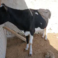 گاوشیری نژاد اصیل|حیوانات مزرعه|مسجد سلیمان, |دیوار