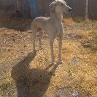 سگ دورگه گمشده|سگ|دهگلان, |دیوار