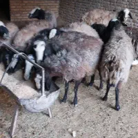 میش شال آبستن|حیوانات مزرعه|اردکان, |دیوار