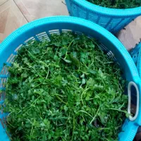 استخدام فوری