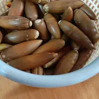 بلوط|حیوانات مزرعه|یاسوج, |دیوار