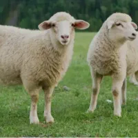 دامداری پرند و حومه ارسال رایگان