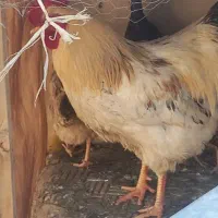 خروس بزرگ خانگی