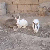 سه عدد خرگوش بزرگ