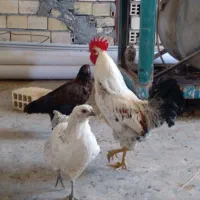 دو مرغ و یک خروس