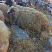 قوچ کاور ورن سنجابی