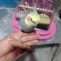 عروس هلندی|پرنده|مشکیندشت, |دیوار