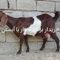 بز کهردار